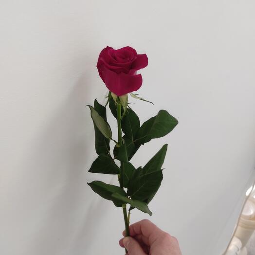 The rose is maroon