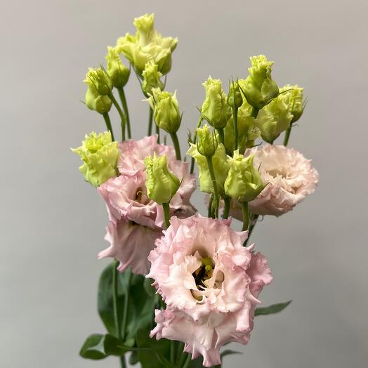 Terry eustoma