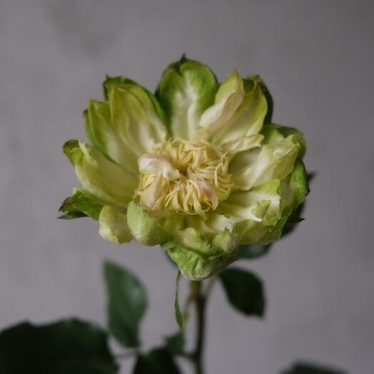 Роза сорта Veggie