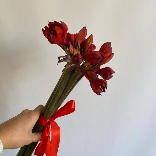Букет из 5 амариллисов