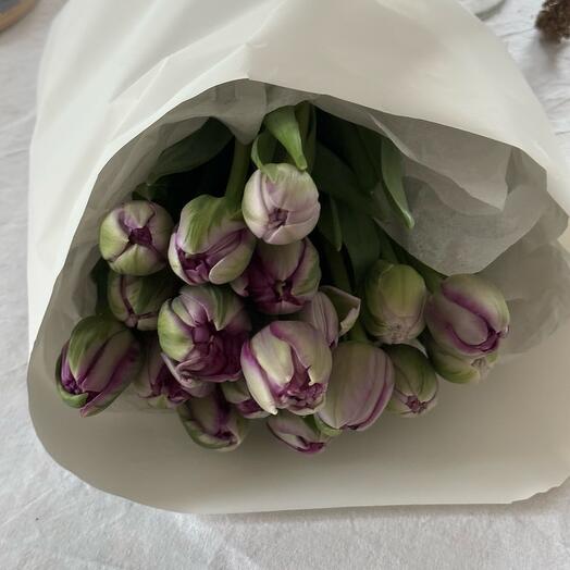 Magic violet tulips 17 long stems