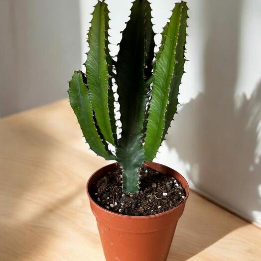 Euphorbia