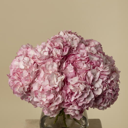 Hydrangea Pink (10 steems)