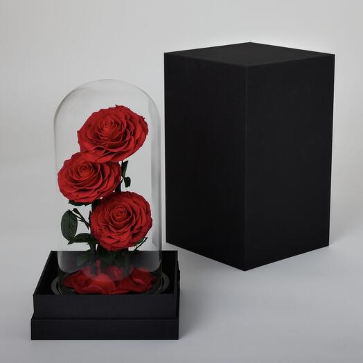 Preserved roses in glass