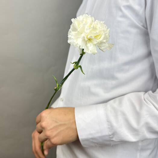 Dianthus Blancanieves