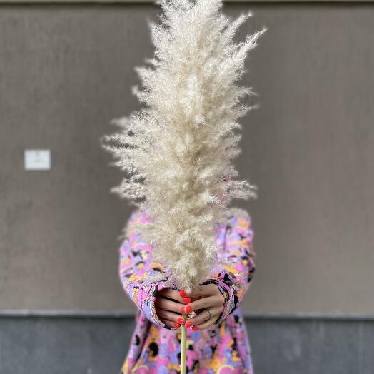 Пампасная трава высокая светлая