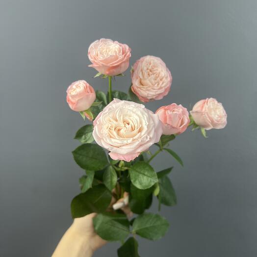Rosa arbustiva en forma de peonía