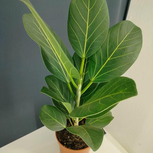Фикус Одри (Ficus Audrey) 17/55