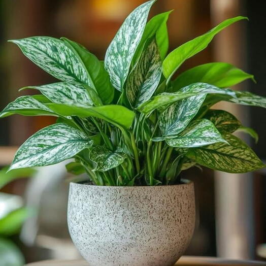 Aglaonema