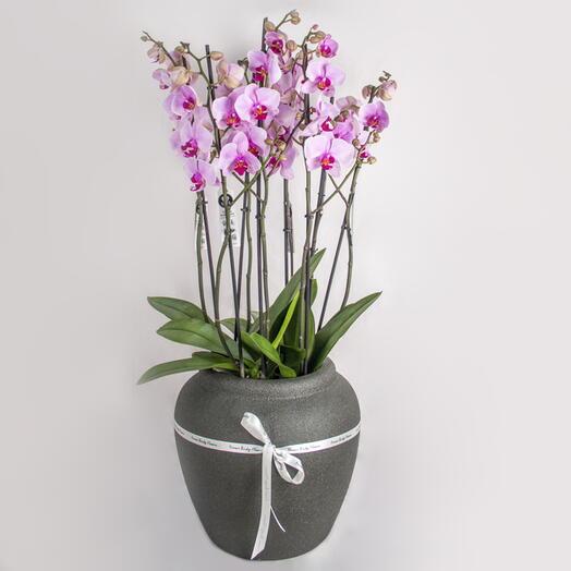 The Petite Pink Phalaenopsis
