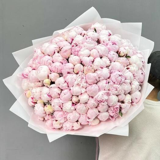 101 нежно розовый пион Сара Бернар (0006) 😻 peony