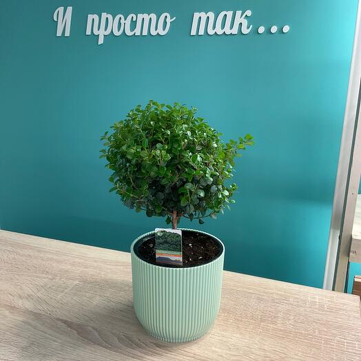 Мирсина-символ  семейного счастья