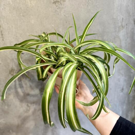 Хлорофитум