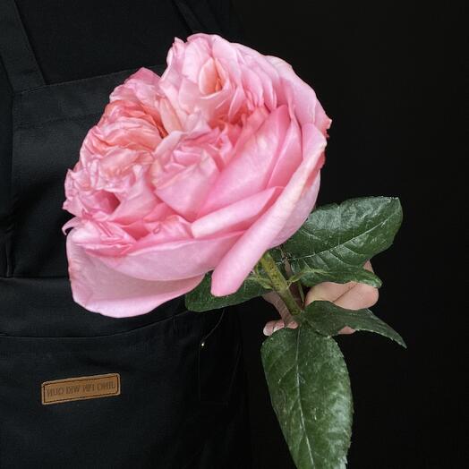 Роза Пинк Экспрешен