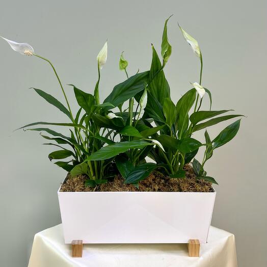 Спатифиллум (женское счастье) в стильном кашпо IKEA