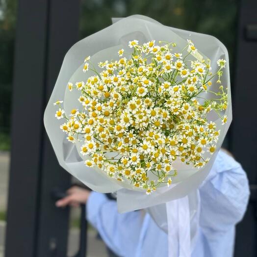Ромашковые поля