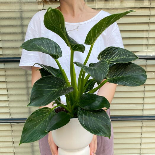 Philodendron Birkin