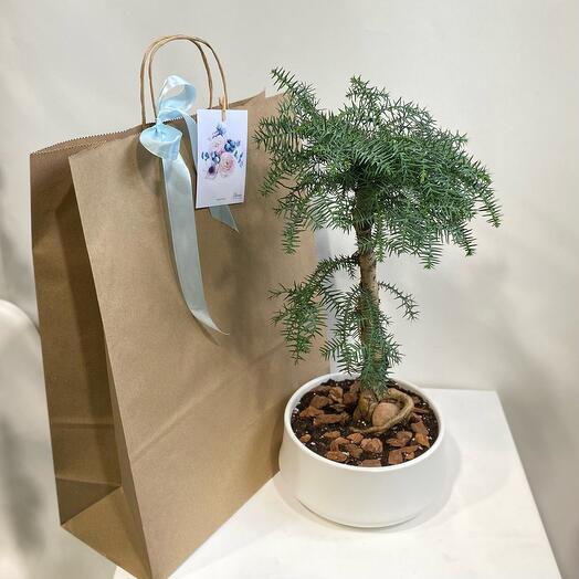 Араукария бонсай