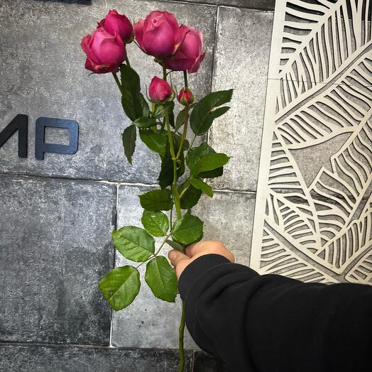 Сильва Пинк кустовая Роза