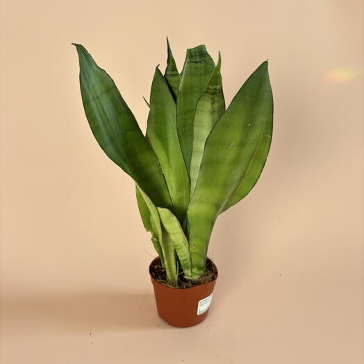 Свнсевиерия Муншайн большая