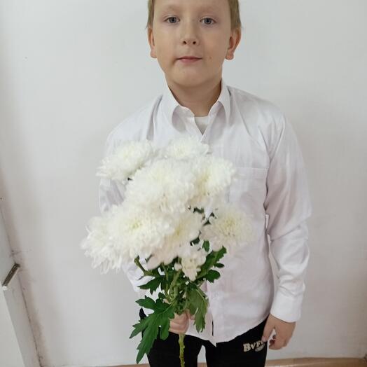 Хризантема балтика