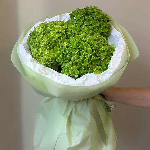 Букет из зеленой гортензии