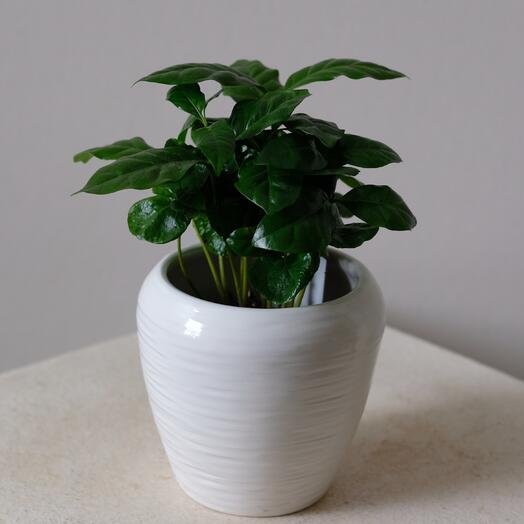 Кофейное дерево