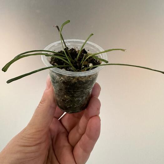 Хойя Ретуза Hoya retusa