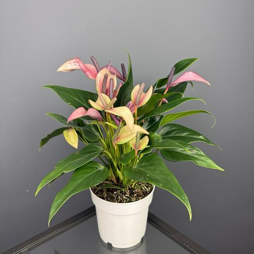 Антуриум Мужское счастье Зизу в кашпо D14 Высота 40 см