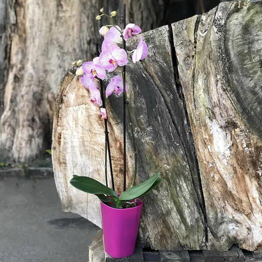 Pink orchid