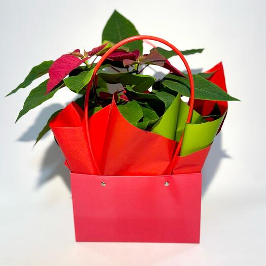 Рождественская Звезда, Пуансеттия в подарочной упаковке