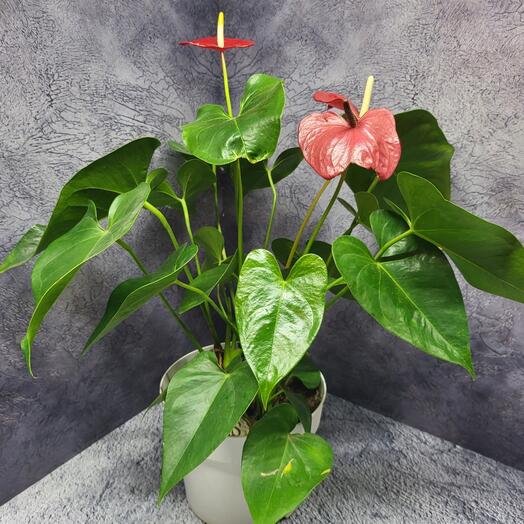 Anthurium
