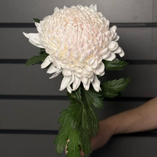 TIMAR FLOR