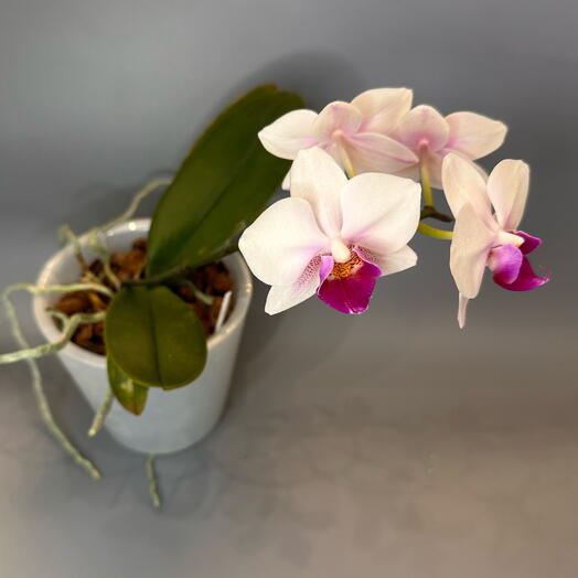 Фаленопсис мультифлора  (цветёт)