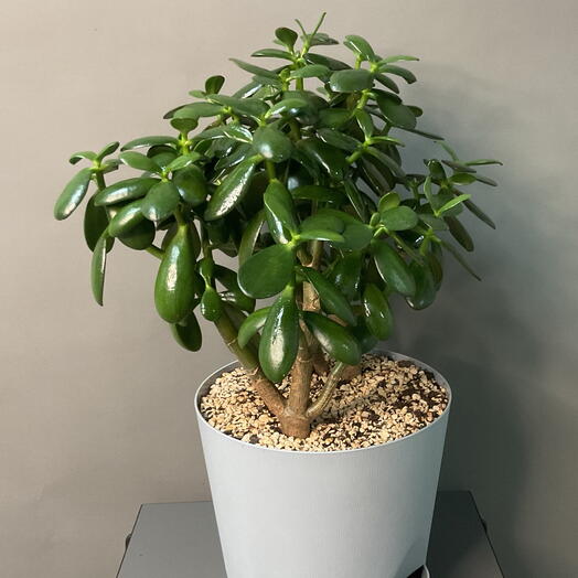 Комнатное растение красила