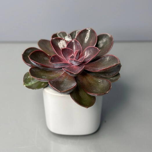 Комнатное растение суккулент микс