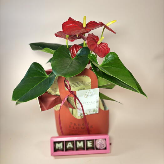 Набор для мамы на День матери : шоколад ручной работы, открытка и красный Антуриум