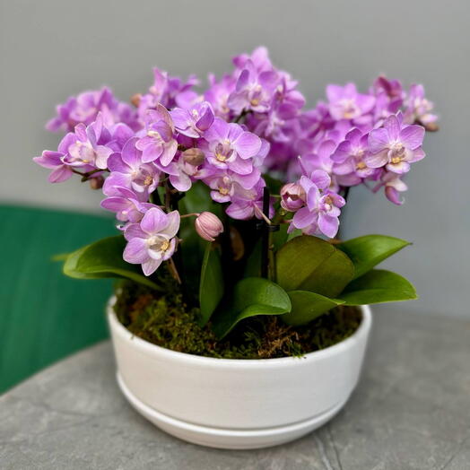 Орхидея в белом кашпо