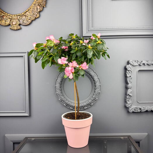 Азалия разные цвета в пудровом кашпо D 14 Высота 45 см