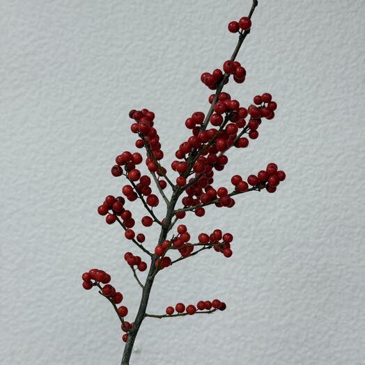 Ветвь Илекса