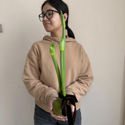 Луковица Амарилиса в бархате с бархатной лентой готовая к первому цветению