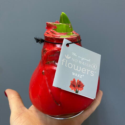 Амариллис в воске