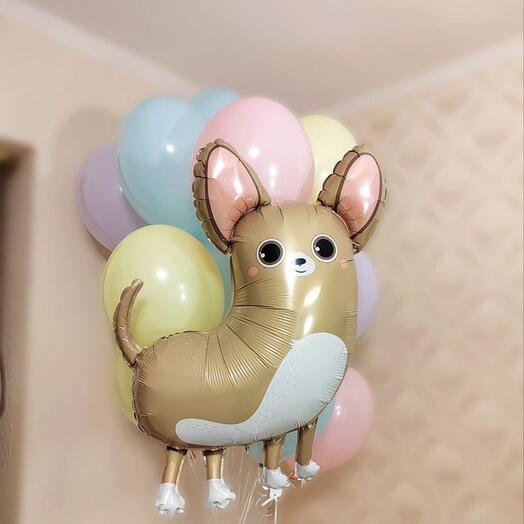 Сет Чихуахуа