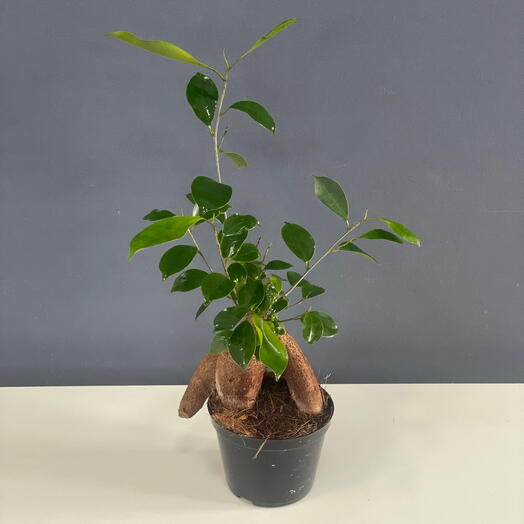 Ficus Gensegus