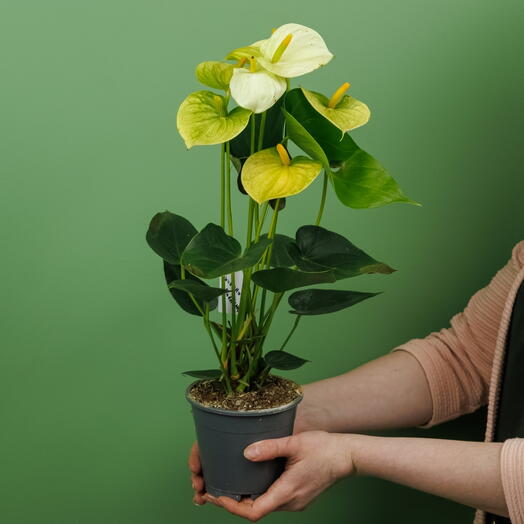 Комнатное растение Антуриум Ванила (Мужское счастье)