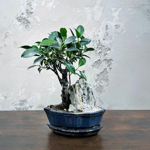 Бонсай Баньян Лодочка с Скалой