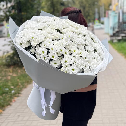 25 ромашковых хризантем