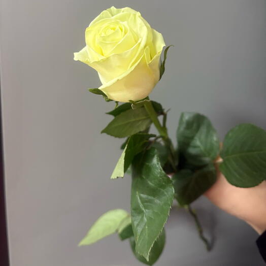 Роза мондиаль