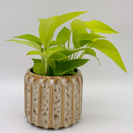 Эпипремнум неон в кашпо винтаж