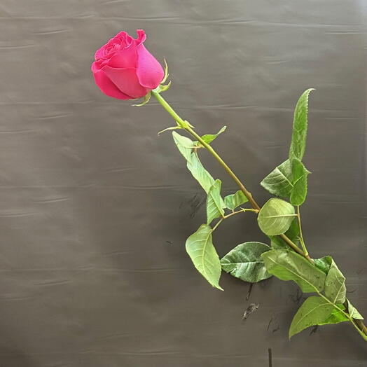 Роза Pink Floid